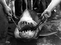 Shark fishing at Looe
