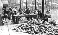 Fish on the quay at Looe